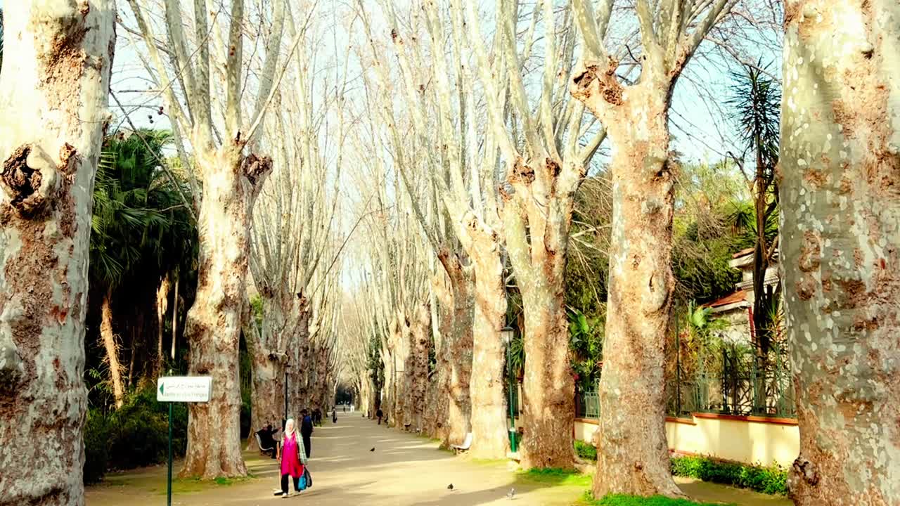 sumérgete en el ambiente tranquilo de los jardines de argel con estos relajantes videos de archivo