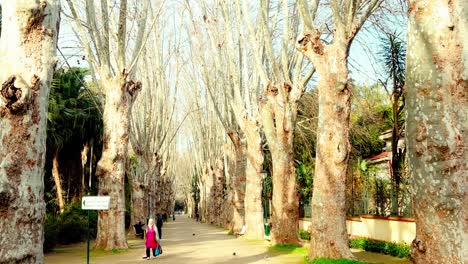 Sumérgete-En-El-Ambiente-Tranquilo-De-Los-Jardines-De-Argel-Con-Estos-Relajantes-Videos-De-Archivo