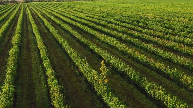 An aerial of the wide green plantation field during a sunny day