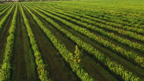 Vista-Aérea-Del-Amplio-Campo-De-Plantación-Verde-Durante-Un-Día-Soleado.