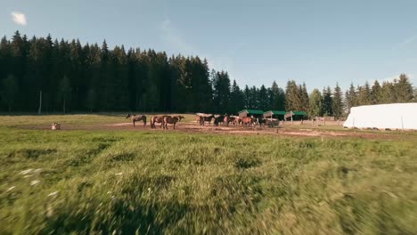 flying towards and very close in between beautiful calm brown hucul horses with fpv racing drone