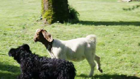 poodle puppies chasing a goat on a farm