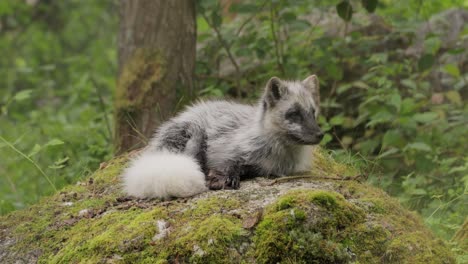 Polarfuchs-(Vulpes-Lagopus),-Auch-Bekannt-Als-Weißfuchs,-Polarfuchs-Oder-Schneefuchs.-Lebt-In-Den-Arktischen-Regionen-Der-Nördlichen-Hemisphäre-Und-Ist-In-Der-Gesamten-Arktischen-Tundra-Verbreitet.