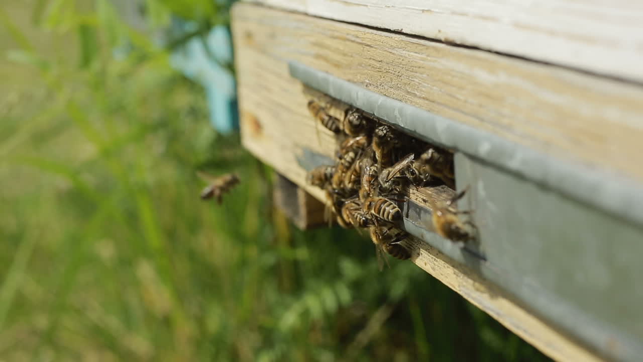 Bees On The Entrance To The Hive. Bees crowding on the entrance to the hive during honey harvest