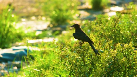 sole drongo bird stands perched on green vegetation twig at sunlight