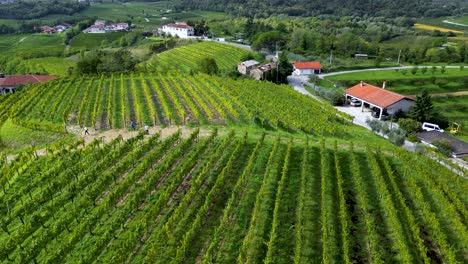 farm crops in cultivated farmland vineyard in tuscany countryside, aerial