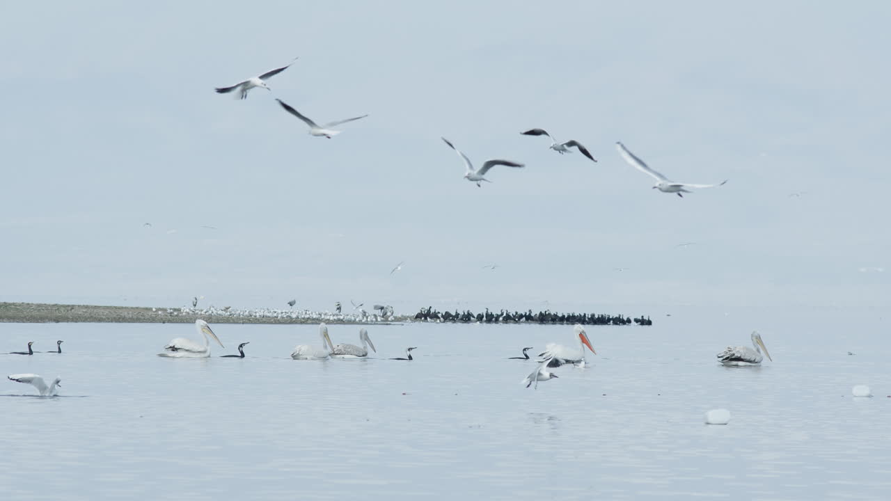 달마티아 펠리칸의 한 무리가 느린 속도로 헤엄치고 있다. - 그리스, 케르키니 호수