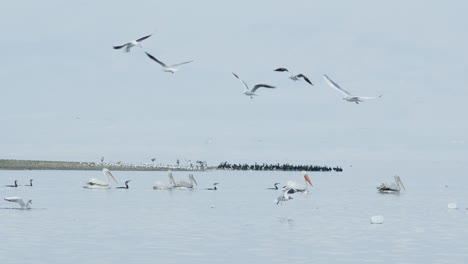 Eine-Gruppe-Krauskopfpelikane-Schwimmt-In-Zeitlupe-Im-Kerkini-See-In-Griechenland