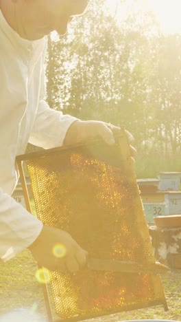 beekeeper inspecting honeycomb