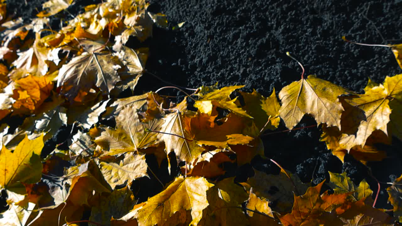 Top down slow motion ascending reveals a bed of golden yellow autumn maple leaves scattered across rich black soil in closeup. Sunlight highlights the leaf pattern, shallow depth of field background