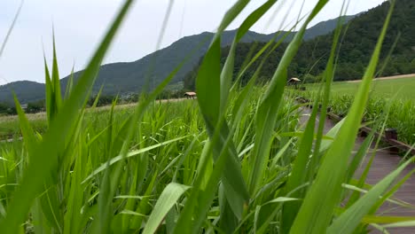 pov walk through dense grass plants at yongsan observatory,suncheon,south korea