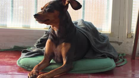 litle black dog with a blanket lying in a pillow on a terrace and looking at the front and side