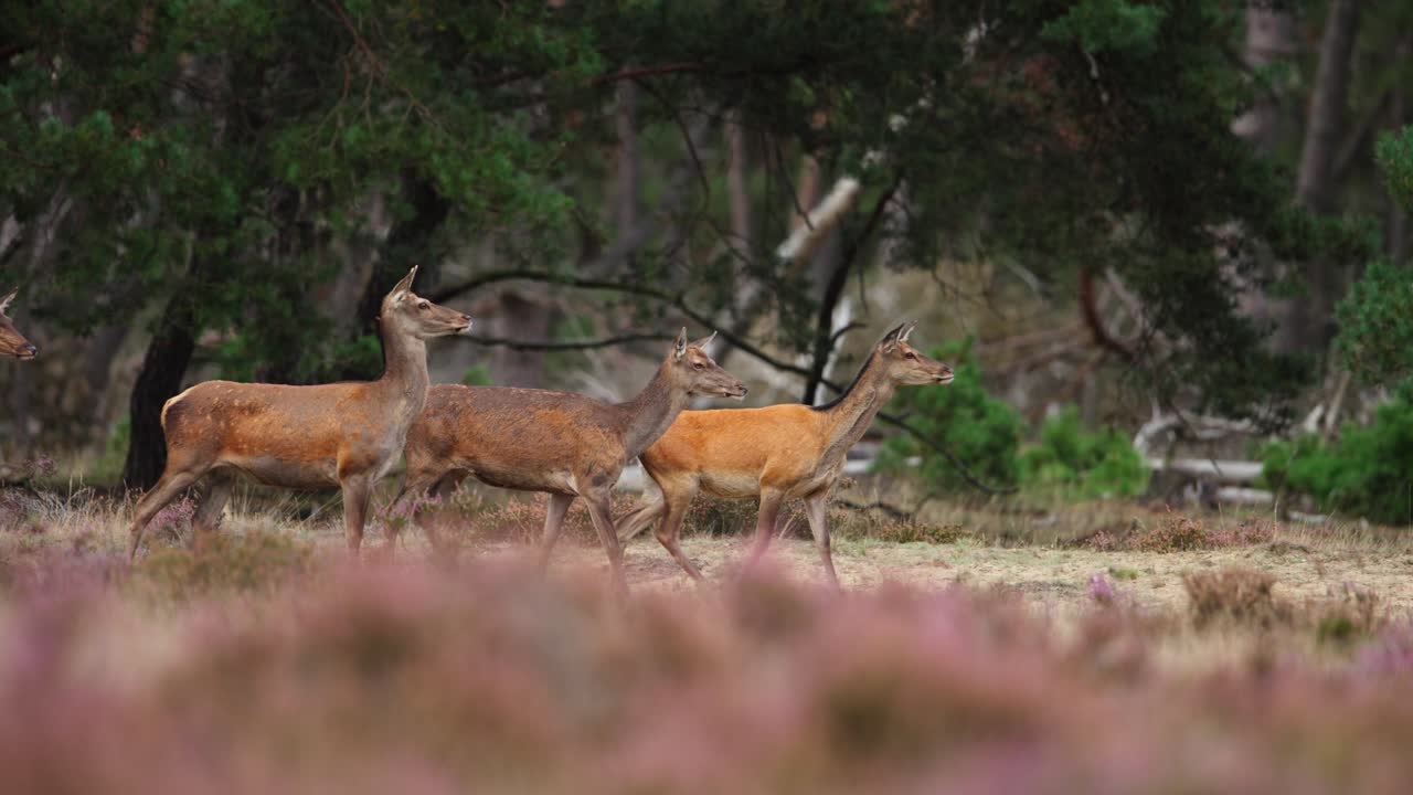 oído de ciervos rojos caminando en el bosque, temporada de rastreo en el parque nacional de hoge veluwe, holanda, primer plano cinematográfico