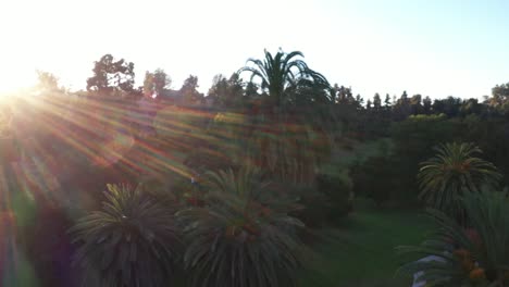 drone shot starts with view of parking lot and cars driving down road panning left with sun flare of palm trees during golden sunset hour with clear blue sky in los angeles, california park
