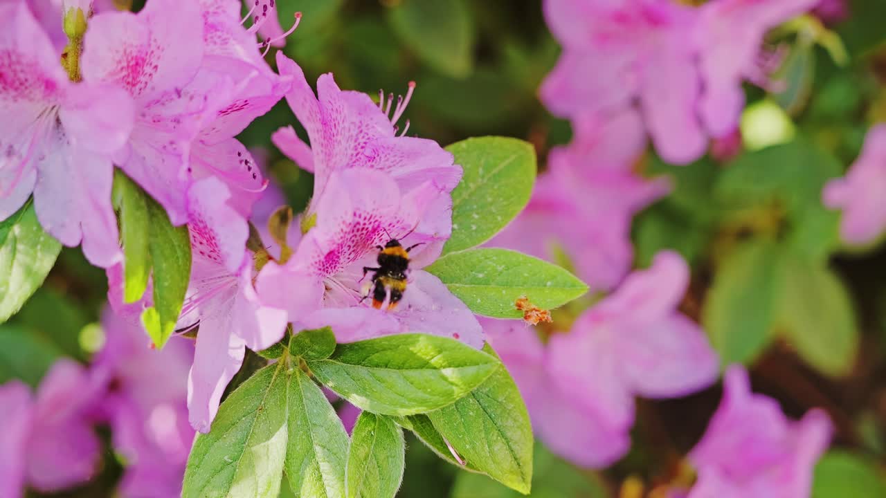 Makro gerakan lambat menangkap lebah bumblebee mengumpulkan serbuk sari dari bunga rhododendron