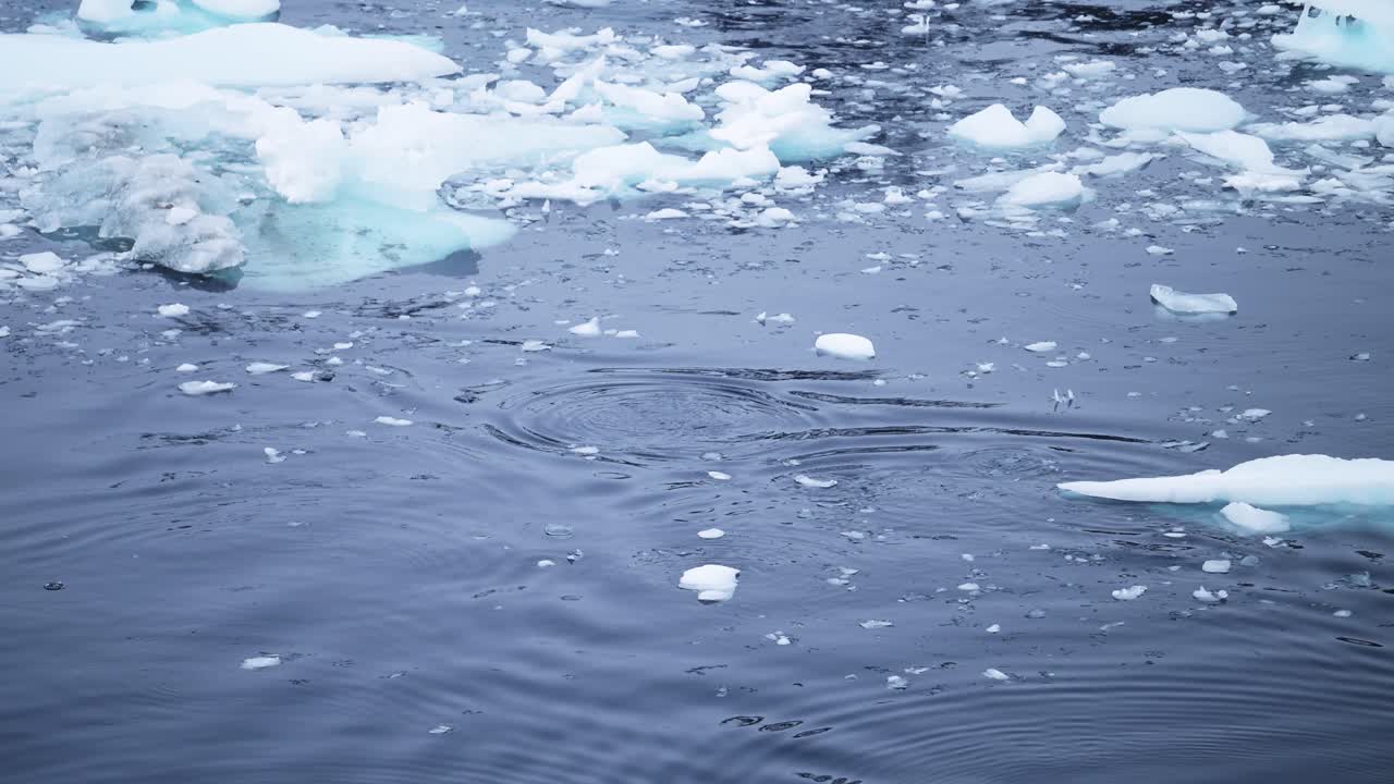 버블 넷 먹이, 남극의 벌 고래 버블, 남극 반도의 야생 동물, 남쪽 바다의 푸른 바물, 자연에서 놀라운 동물 행동,  얼음.