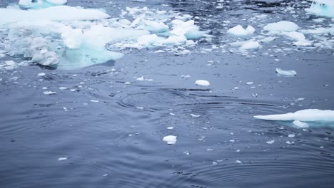 bubble net feeding, humpback whale bubbles in antarctica, antarctic peninsula wildlife in the southern ocean blue sea water, amazing animal behaviour in nature with brash ice