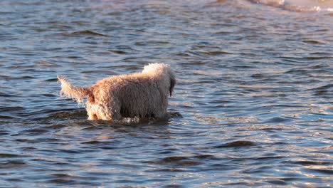 dog wading and playing in the water