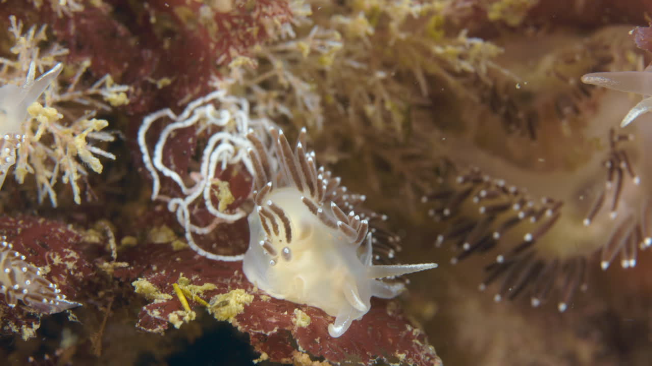 북대서양의 퍼세에서 잠수하는 동안 누디브랜치