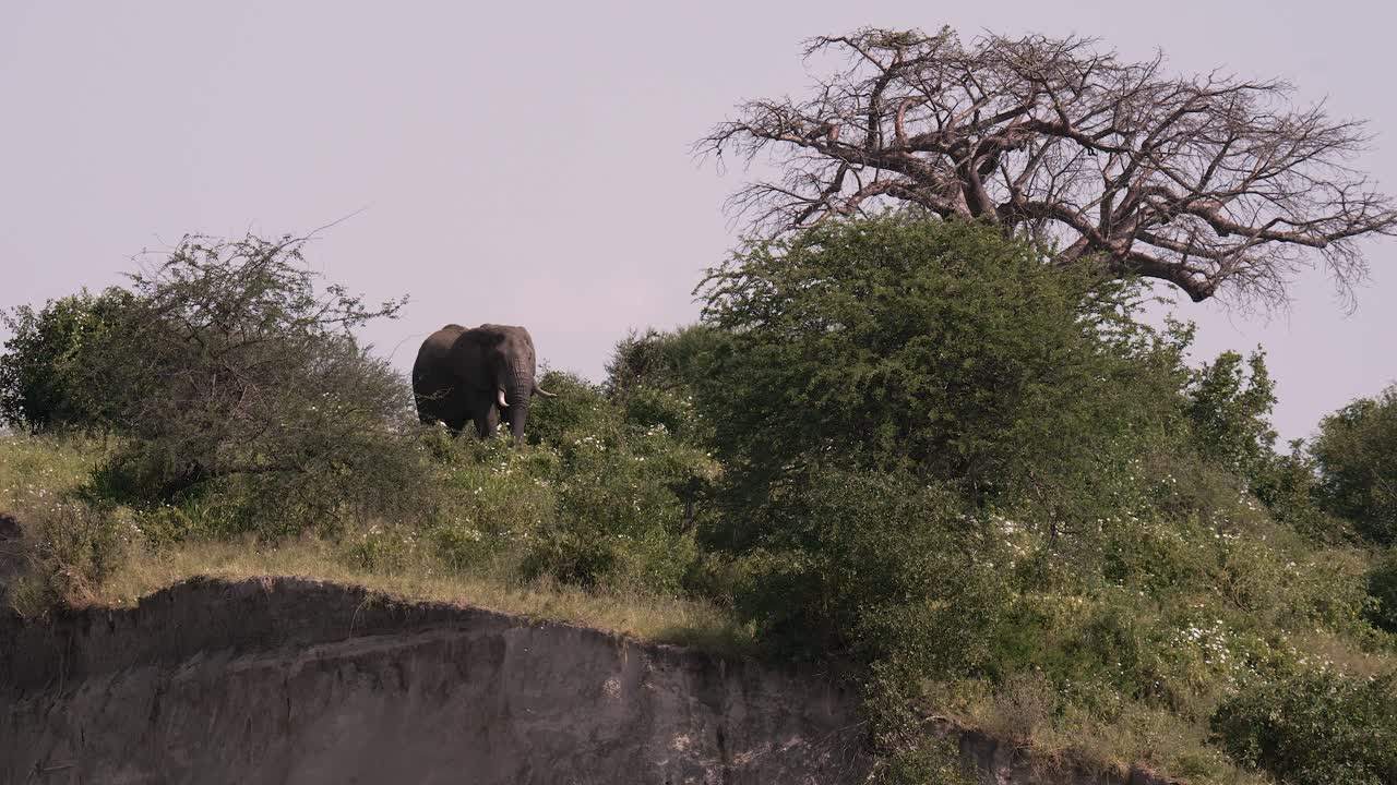 un elefante se alimenta de flores en un acantilado por encima de un río, el parque nacional de tarangire, tanzania
