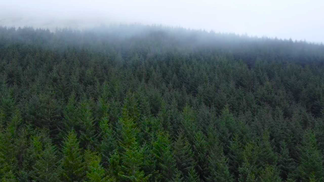 Aerial drone footage flying above and forward over vibrant green colored pine forest tree tops in Scotland highlands during a misty and cloudy day that is mystical looking. Low white clouds over trees