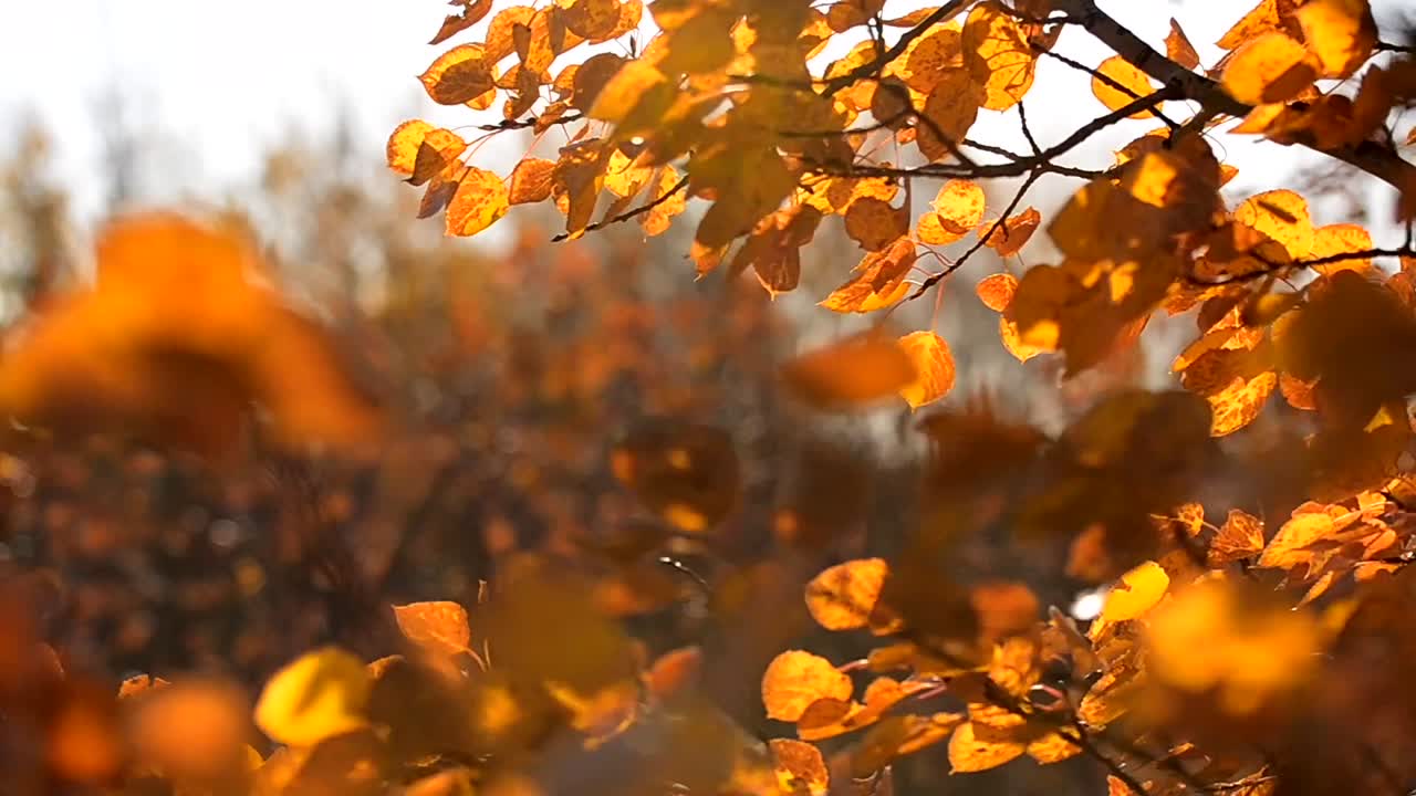 Close-up low angle view of tree branches with orange leaves that are moving rapidly in the wind. Blurry foreground and bokeh background with beautiful autumn colours during sunset in Canadian prairie.