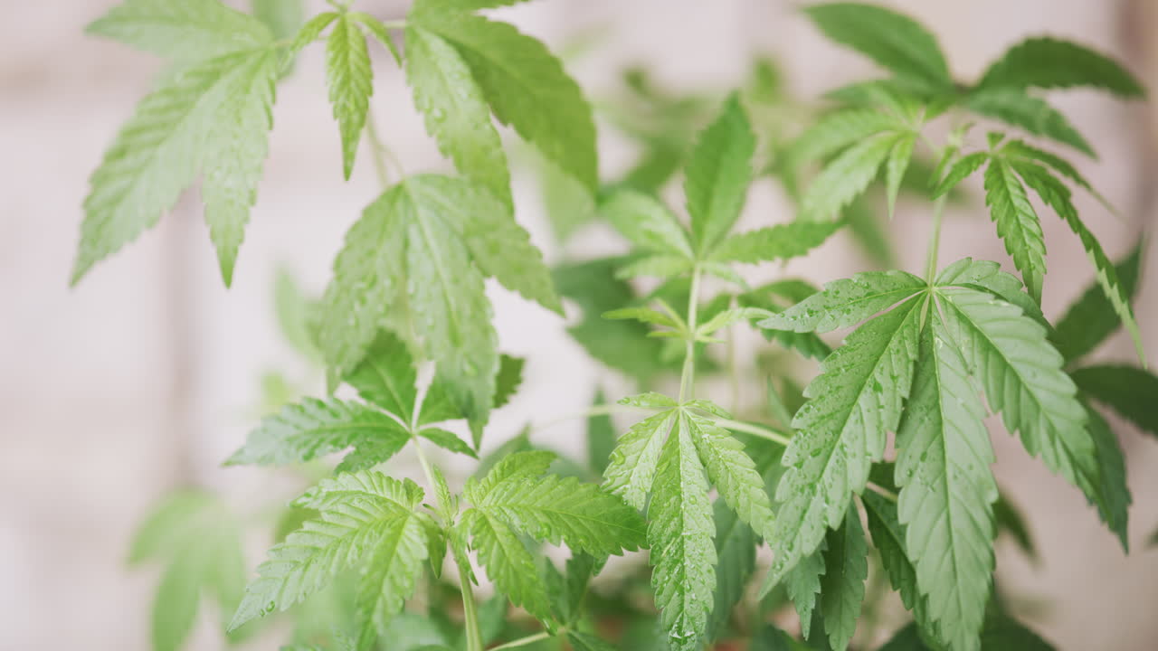 llegar de cerca y personal con el cannabis