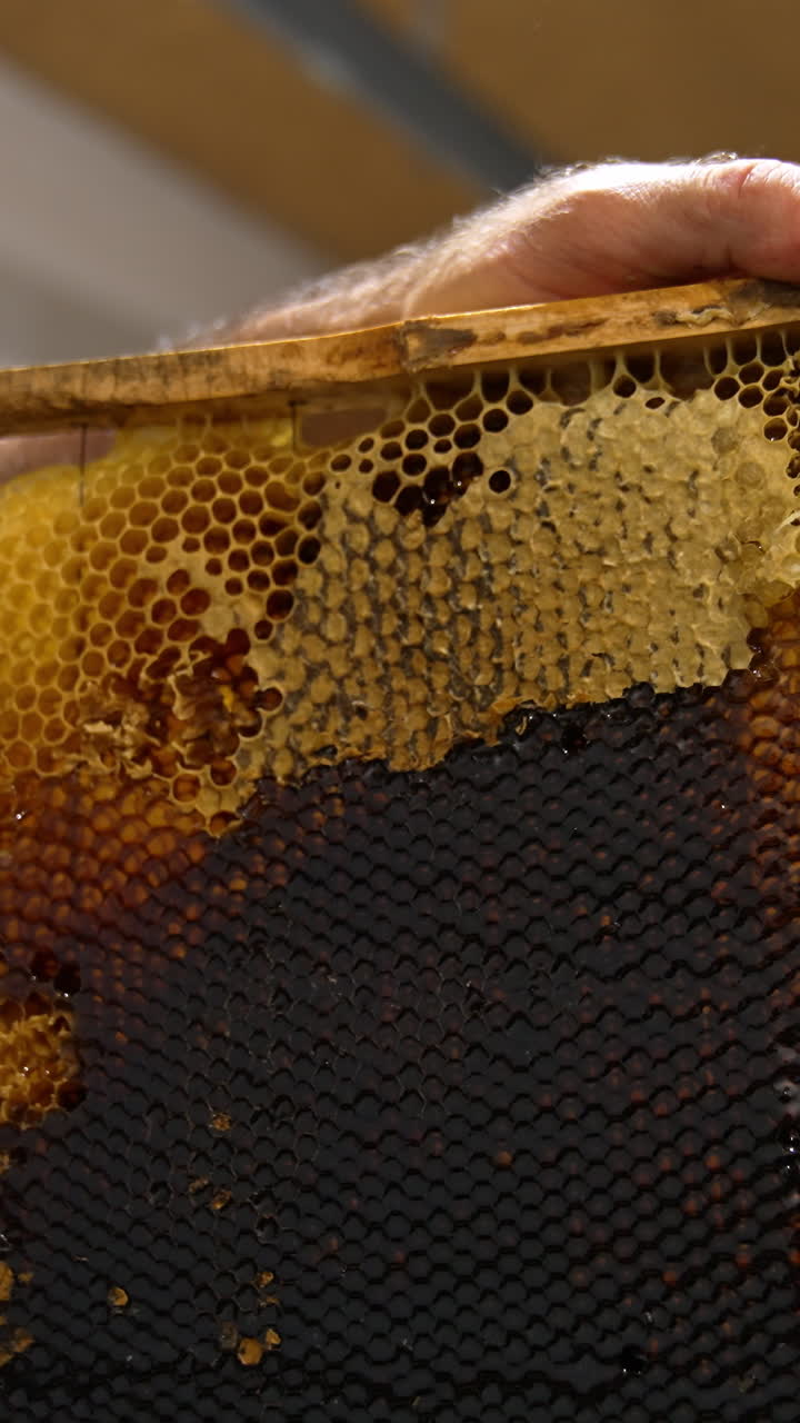Frame with dark full honeycombs in the hands of male beekeeper. Man uses knife to open the cells of honey frame. Close up. Vertical video
