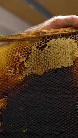 frame with dark full honeycombs in the hands of male beekeeper. man uses knife to open the cells of honey frame. close up. vertical video