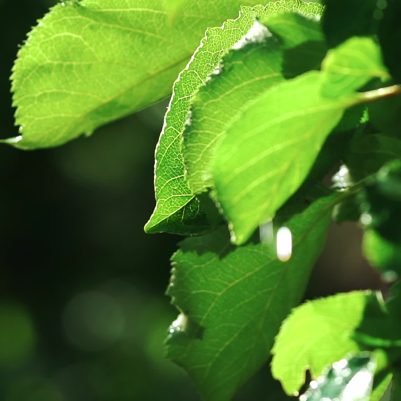 Watering on the garden leaves