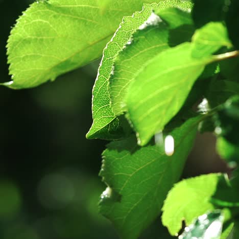 watering on the garden leaves