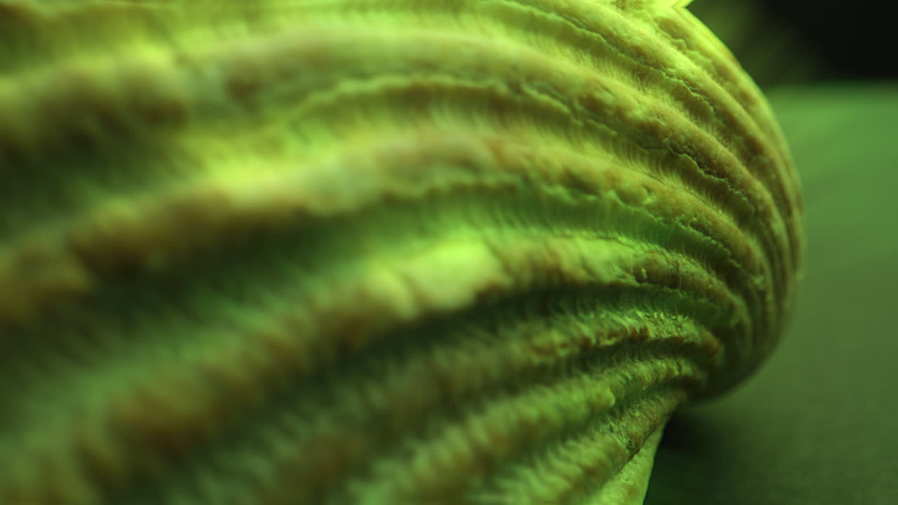 Close-up of a seashell