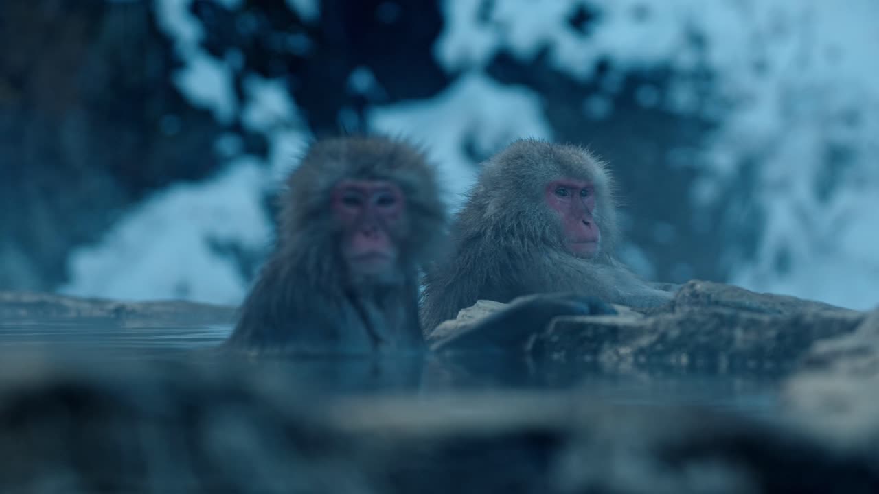 A group of Japanese snow monkeys relaxes in the warm volcanic waters of an onsen, surrounded by a beautiful snowy landscape in Jigokudani, Japan.