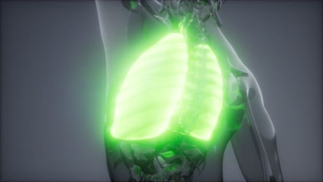 examen radiológico de los pulmones humanos