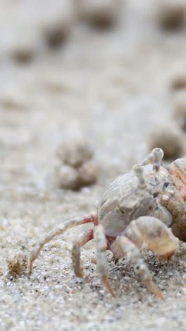 ghost crab moving across sandy beach