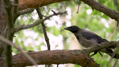 close up of a crow sitting on a branch of a pine tree in sweden, lappland