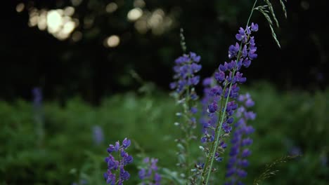 hermosas flores moradas en el prado
