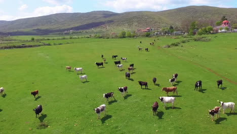 aerial view of cows herding and running on green field