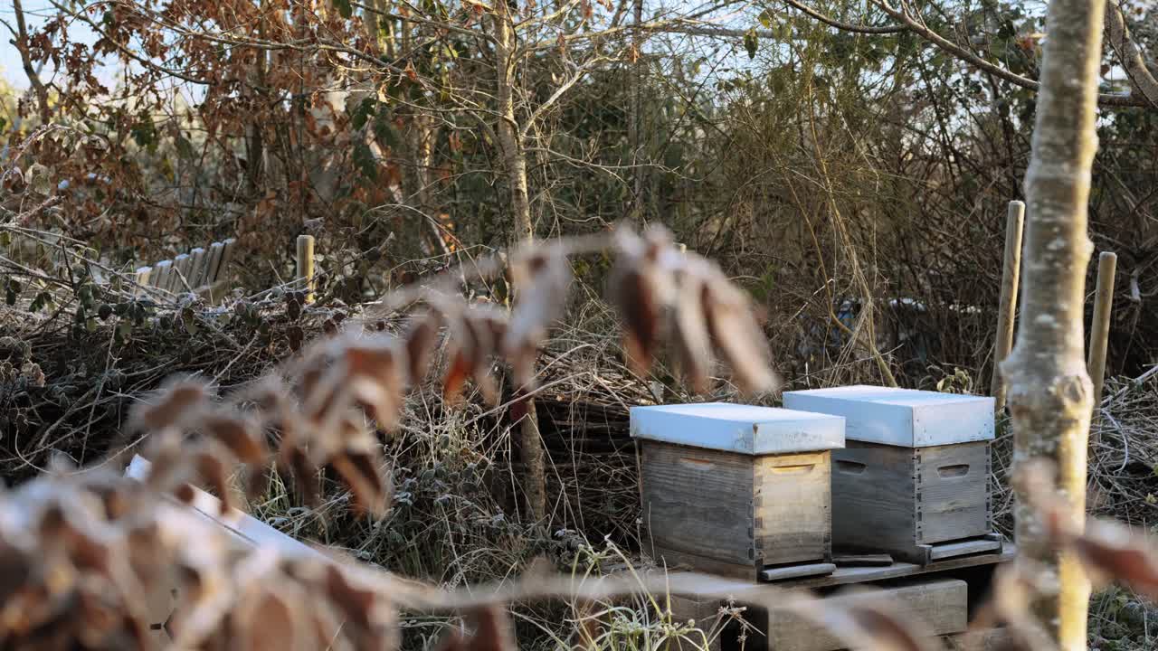 Beehives in nature, symbolizing harmony and sustainable beekeeping, brown, green, eco-friendly, natural, honey harvesting.