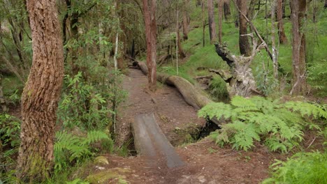Handheld-Footage-of-creek-crossing-along-the-Dave's-Creek-Circuit-walk-in-Lamington-National-Park,-Gold-Coast-Hinterland,-Australia