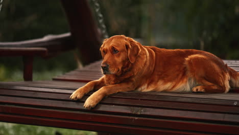 Porträt-Eines-Schönen-Reinrassigen-Golden-Retriever,-Der-Auf-Einer-Holzbank-Ruht-Und-Wartet