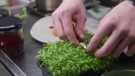preparing gourmet food with fresh microgreens