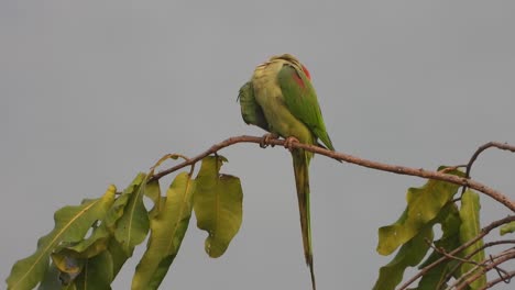 Parrots-chilling-on-pond-area-