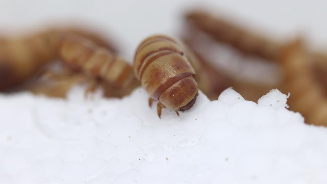 A Morio or Giant Mealworm, feeding on polystyrene