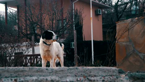 hungry big dog on the street in winter eats food. slow motion