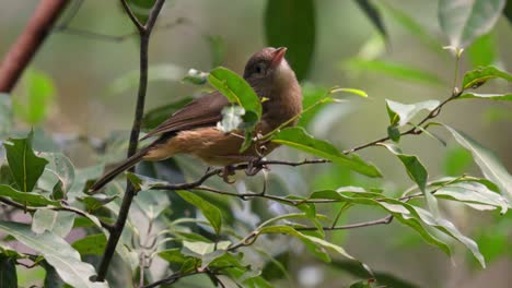 alert little shrike-thrush in the forest undergrowth in queensland, australia