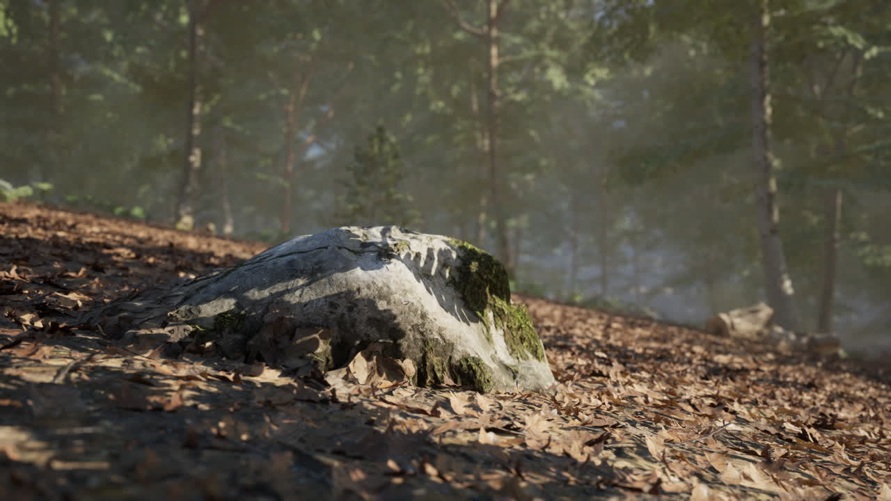 Una roccia coperta di muschio sul suolo della foresta illuminata da una tenue luce solare