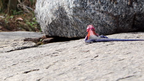 a african redhead agama lizard crawls around on a rock and bobs its head up and down in the serengeti