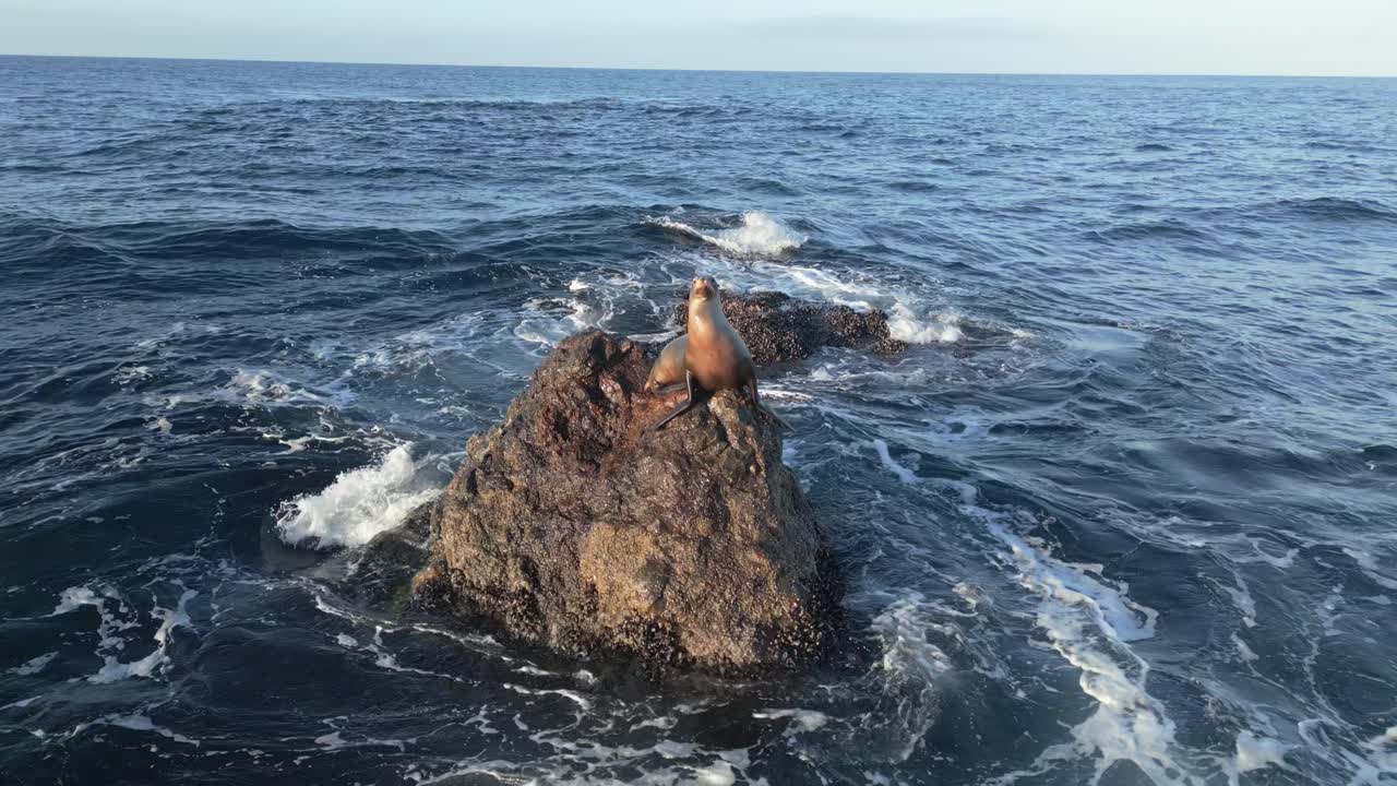 Static drone shot of joyful sea lion on a rock in Malibu (60fps)