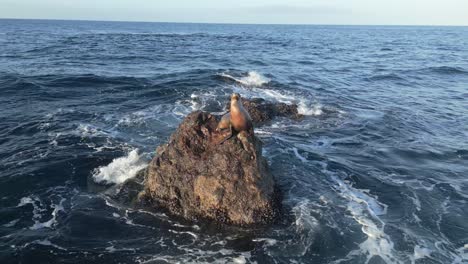 static drone shot of joyful sea lion on a rock in malibu (60fps)